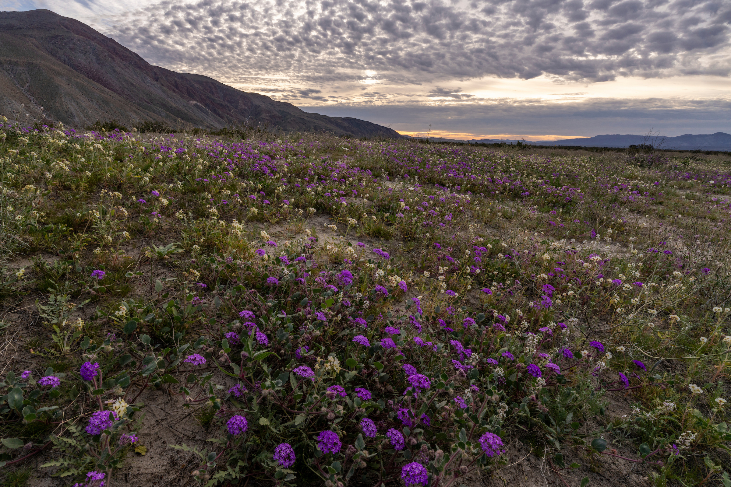 2026 wildflower bloom at Anza-Borrego Desert SP